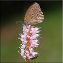 2009_schmetterlinge 0005
